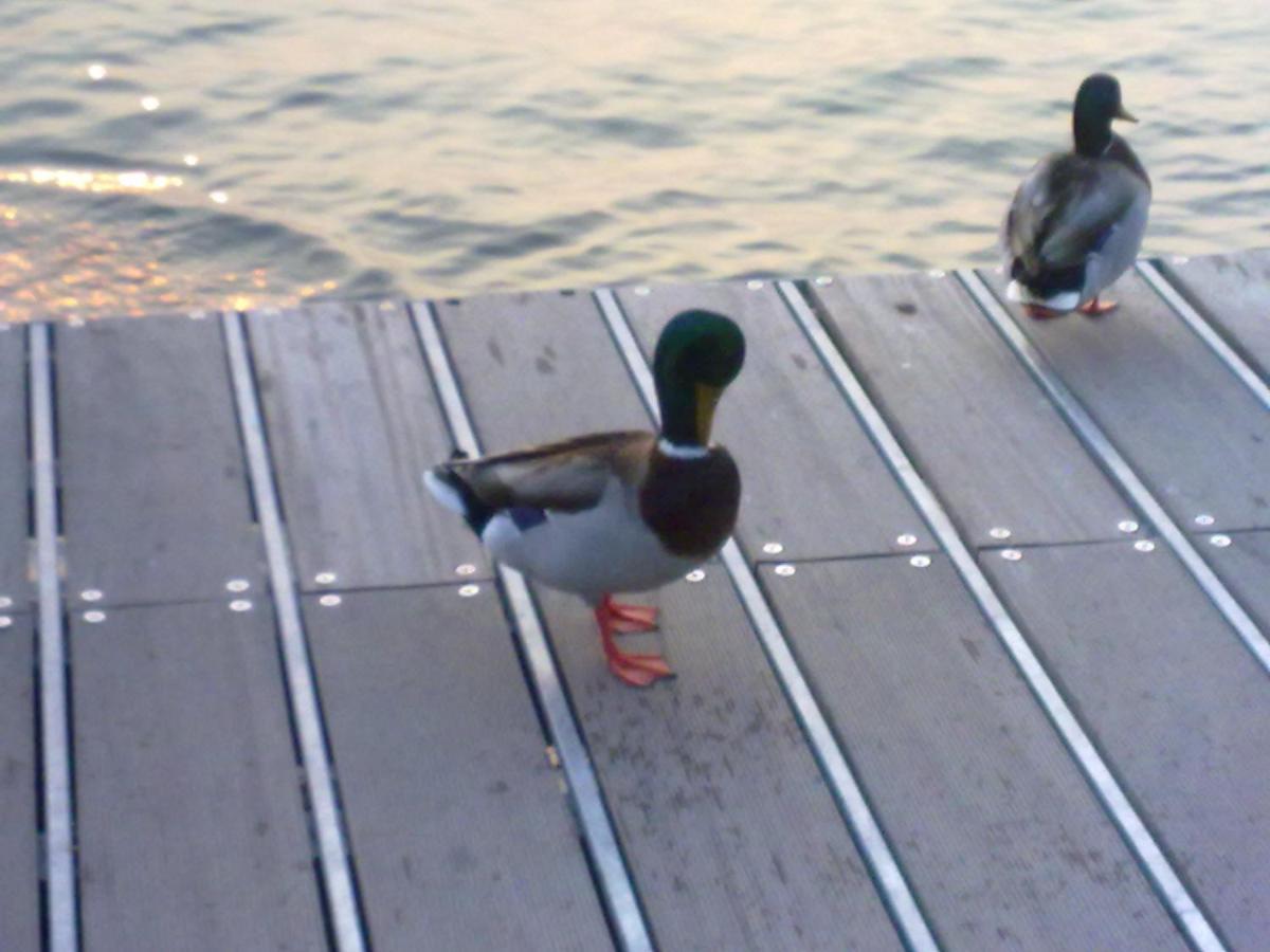 Residenza Al Sogno - On Lake Garda Cavaion Veronese Esterno foto